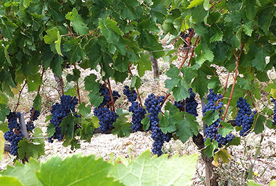 An liebevoll gepflegten Weinstöcken gedeien die vorzüglichen Chianti-Reben.